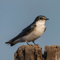 Mangrove Swallow